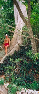 Huge cottonwood tree